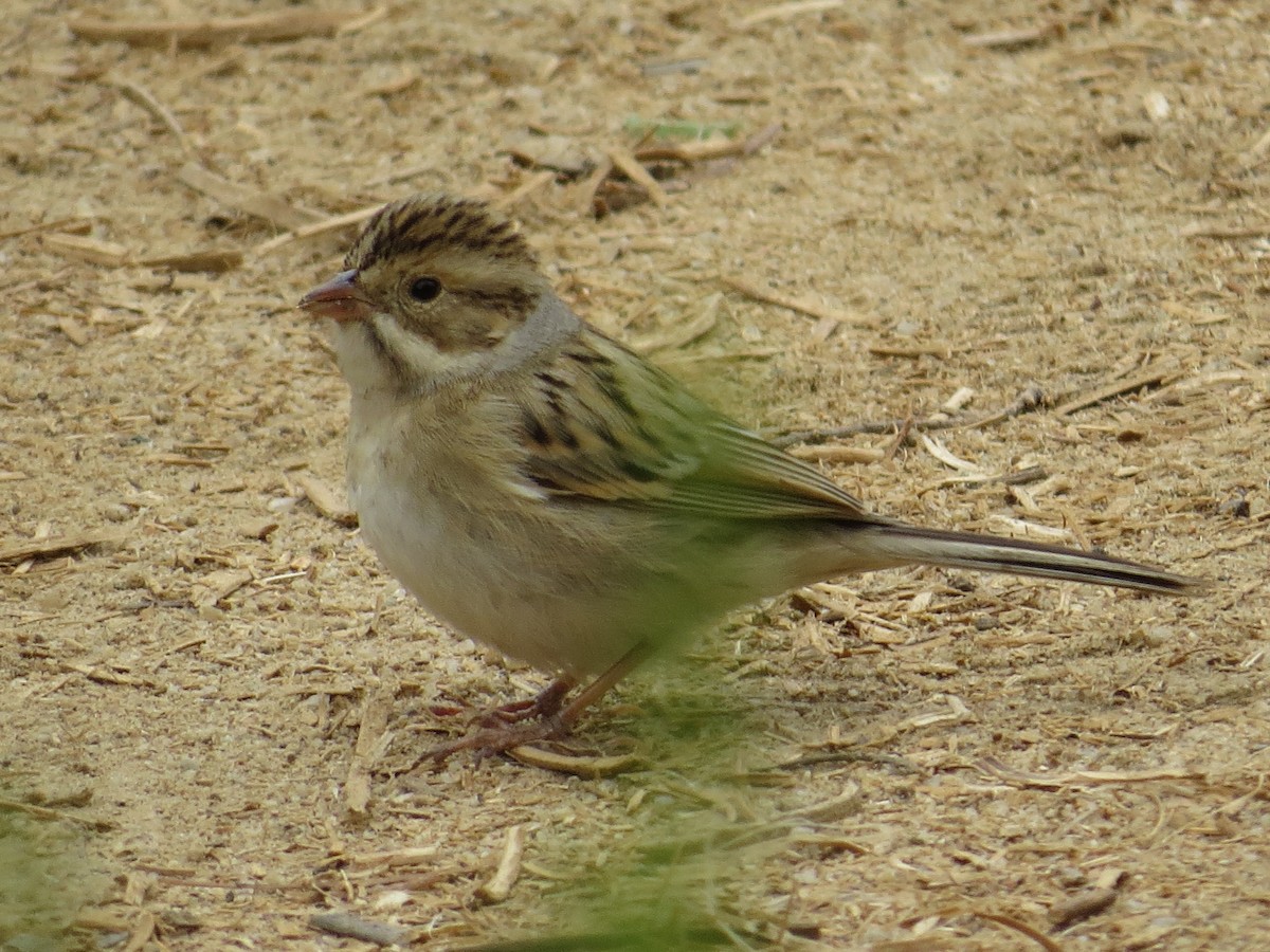 Clay-colored Sparrow - Thomas Wurster