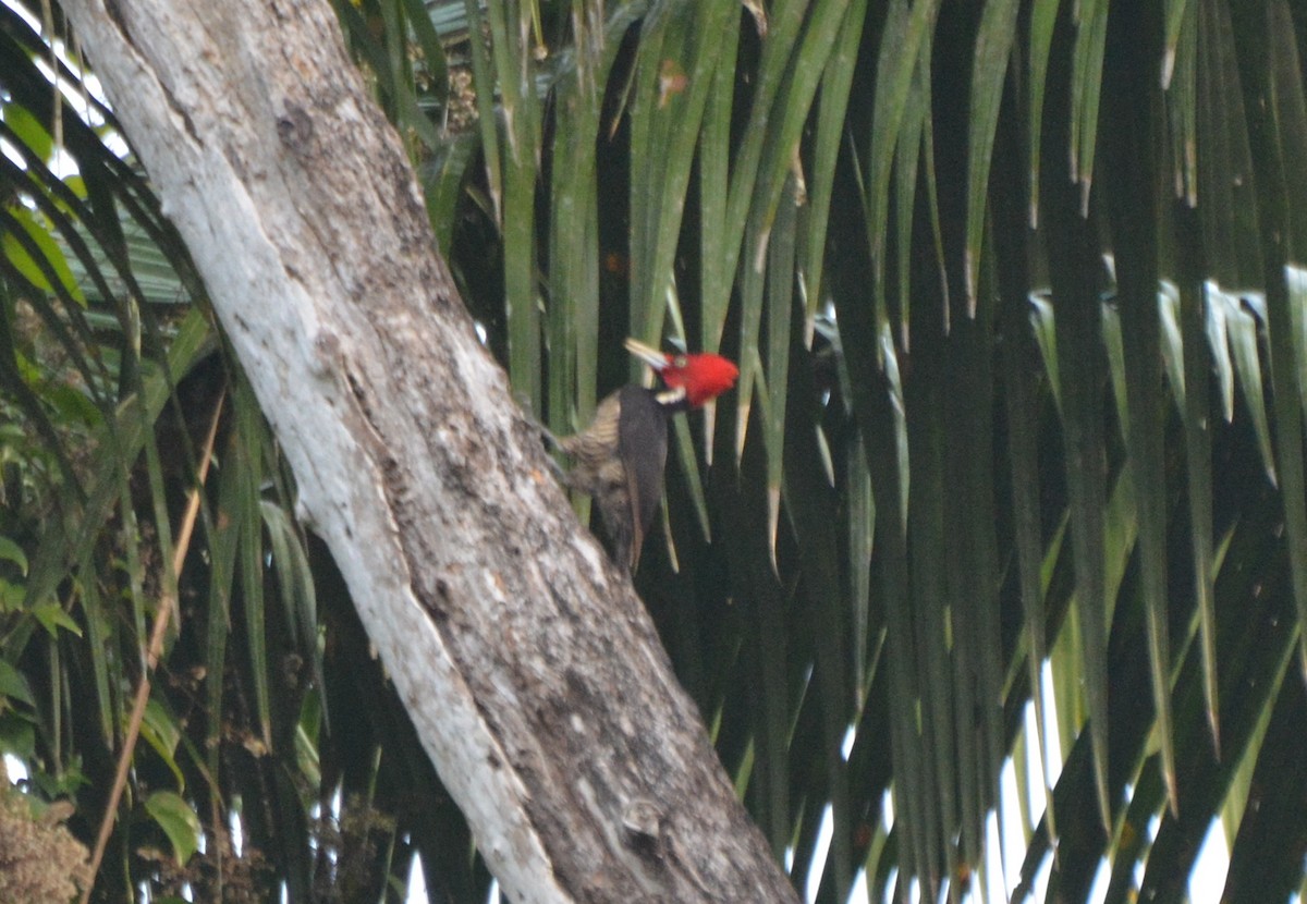 Pale-billed Woodpecker - ML26601641