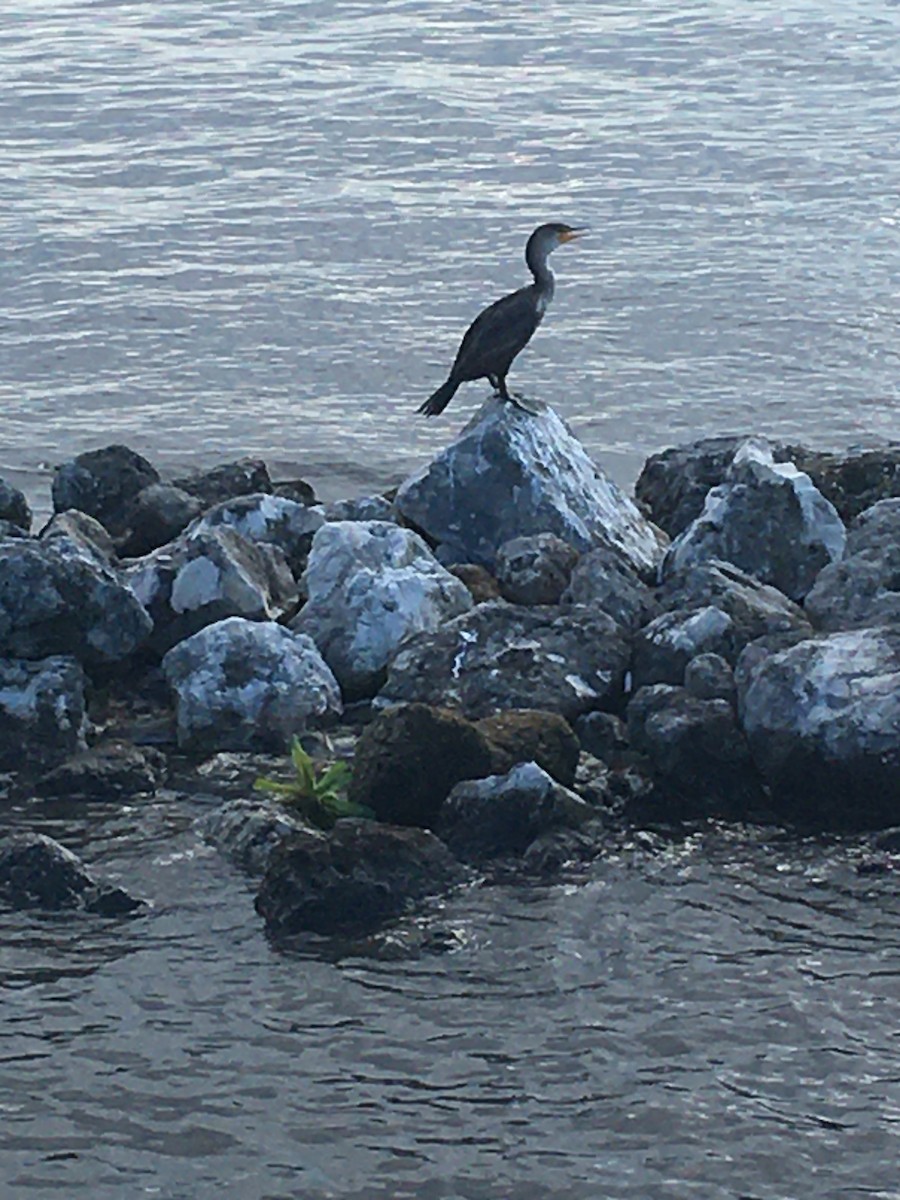 Double-crested Cormorant - Isa R