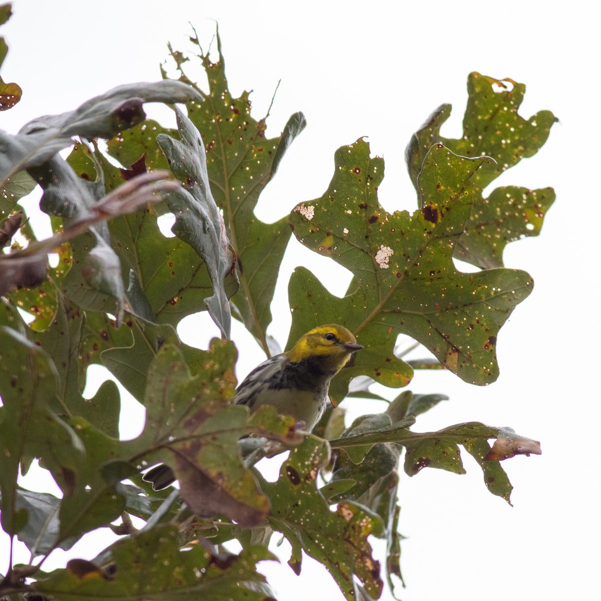 Black-throated Green Warbler - Scott Priebe