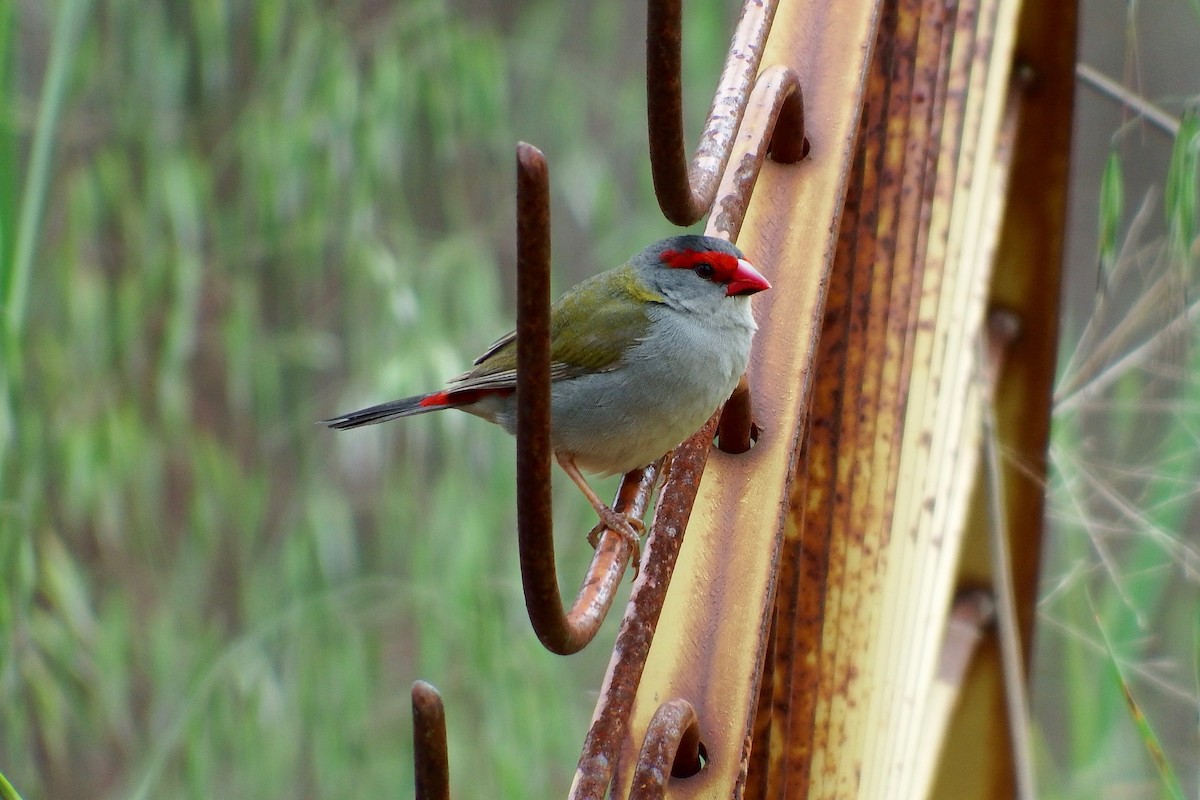Red-browed Firetail - ML266021741