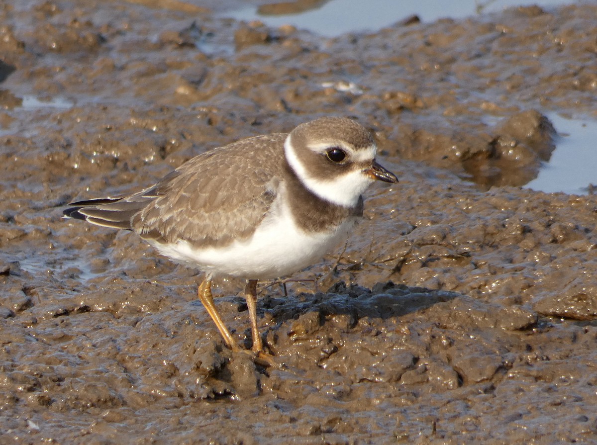 Semipalmated Plover - ML266021931
