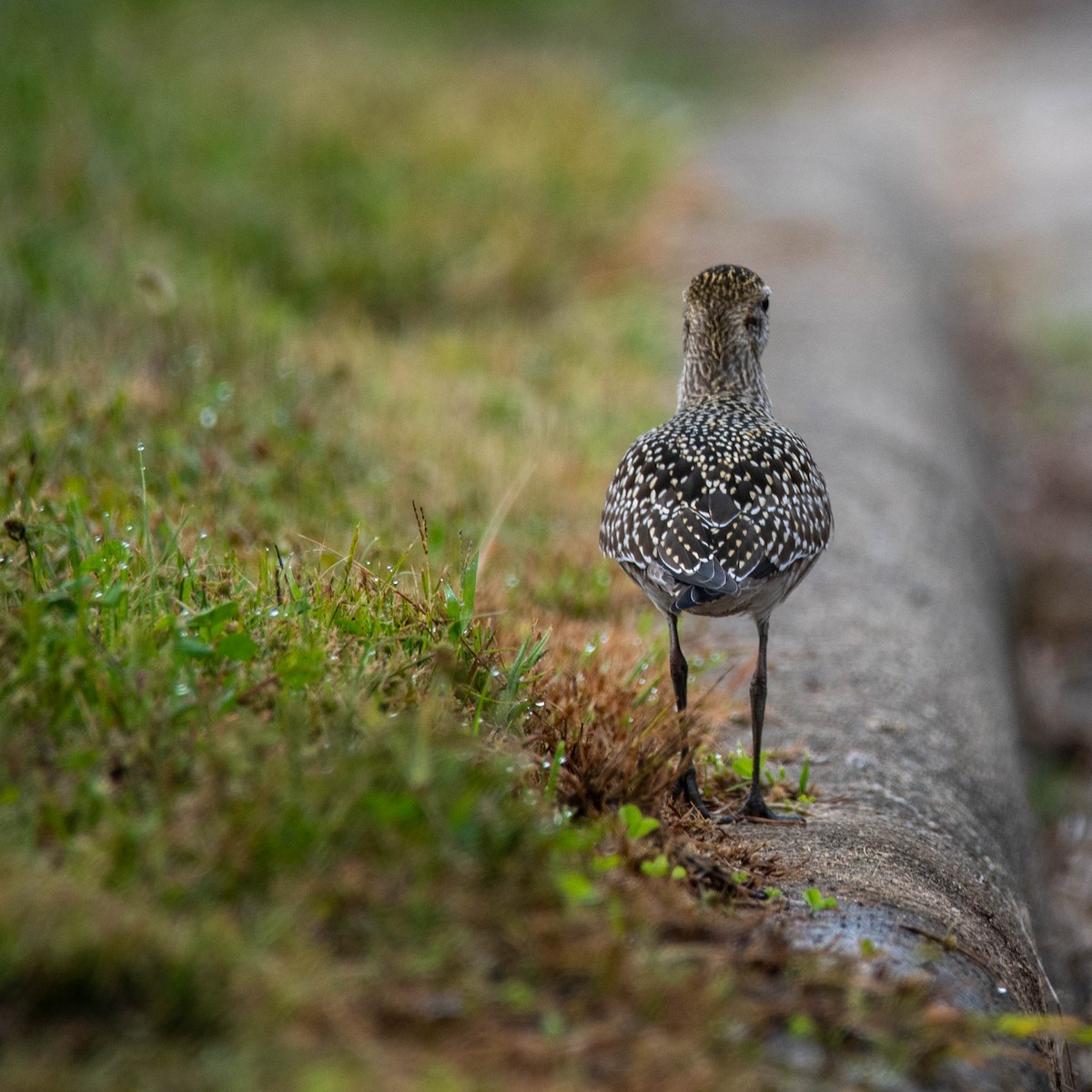 American Golden-Plover - Anonymous