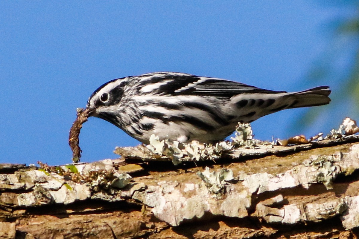 Black-and-white Warbler - ML266023971