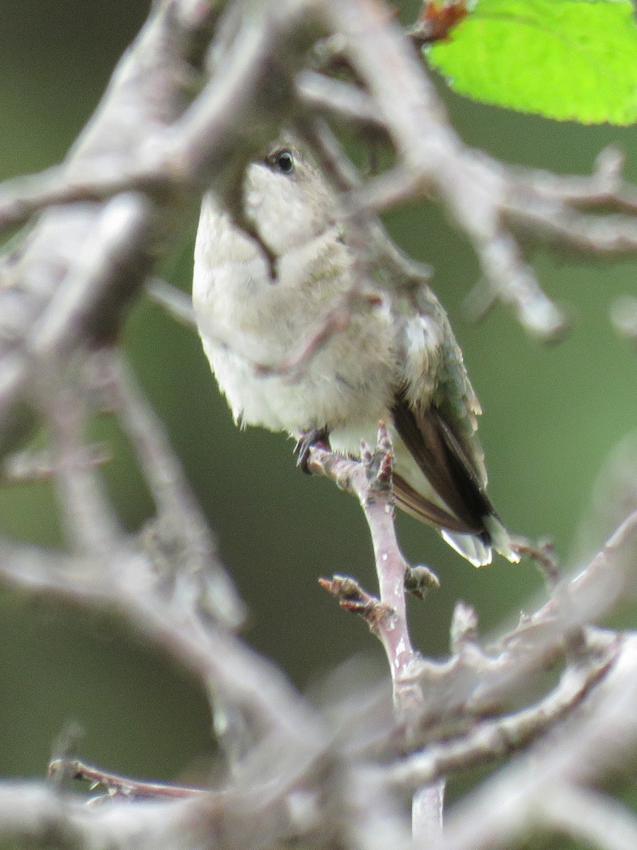 Ruby-throated Hummingbird - ML266029921