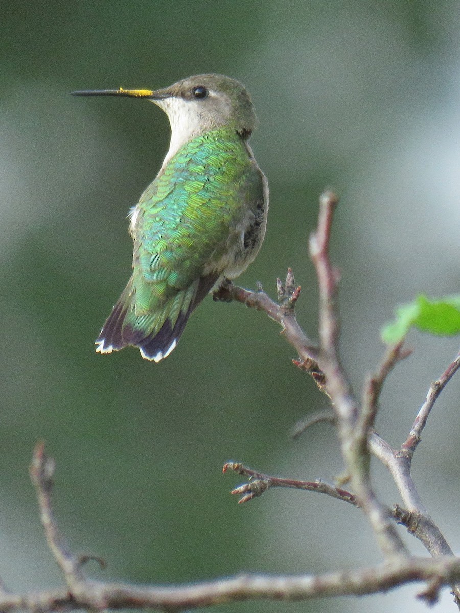 Ruby-throated Hummingbird - Bill Reiner Jr.