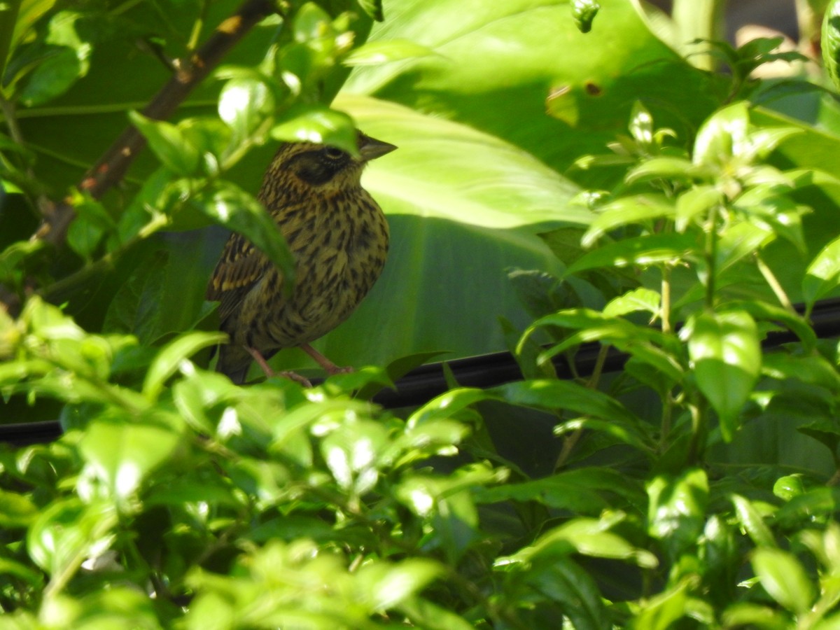 Rufous-collared Sparrow - ML266033281