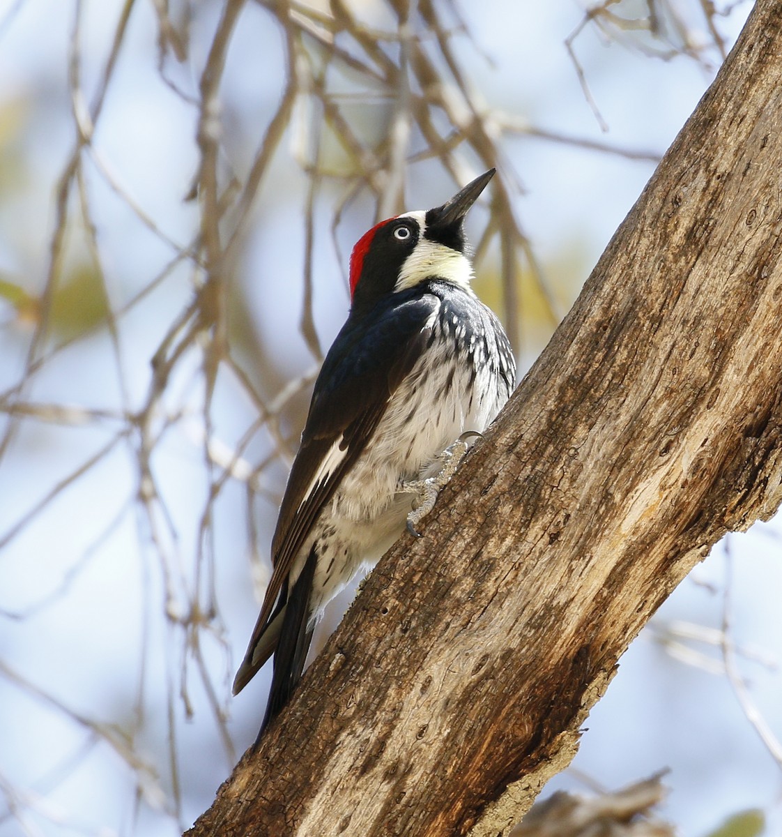 Acorn Woodpecker - ML26605171