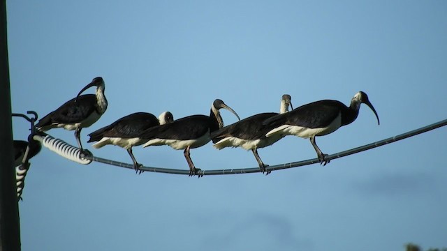 ibis slámokrký - ML266054751