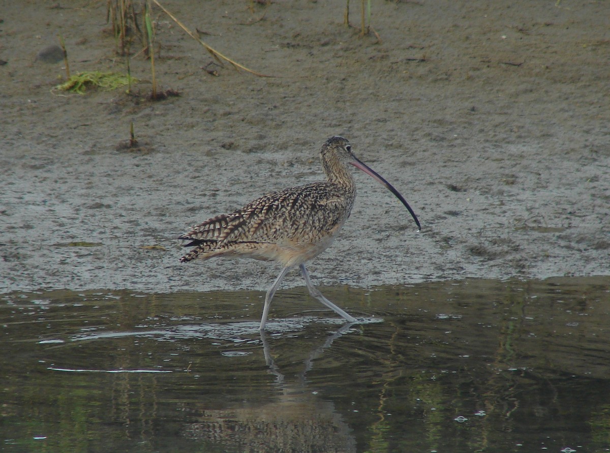 Long-billed Curlew - ML266062161