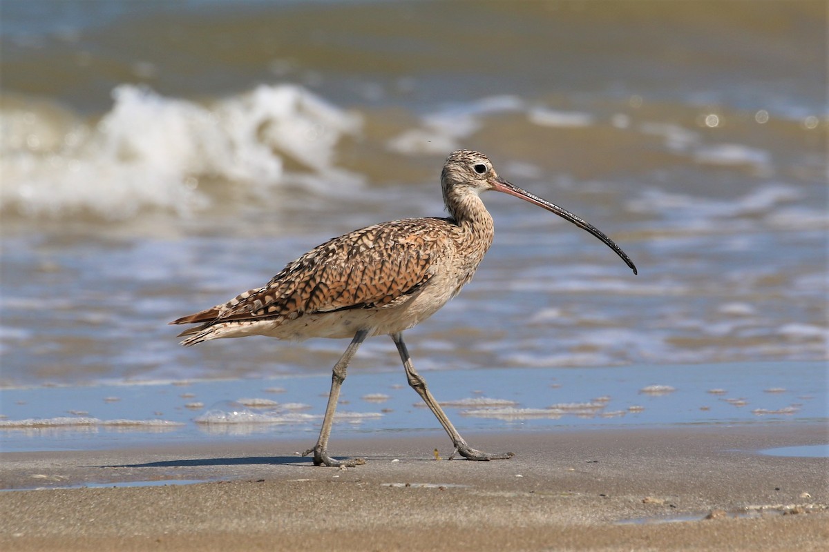 Long-billed Curlew - ML266074431