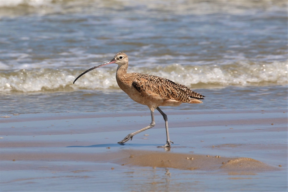 Long-billed Curlew - ML266074441