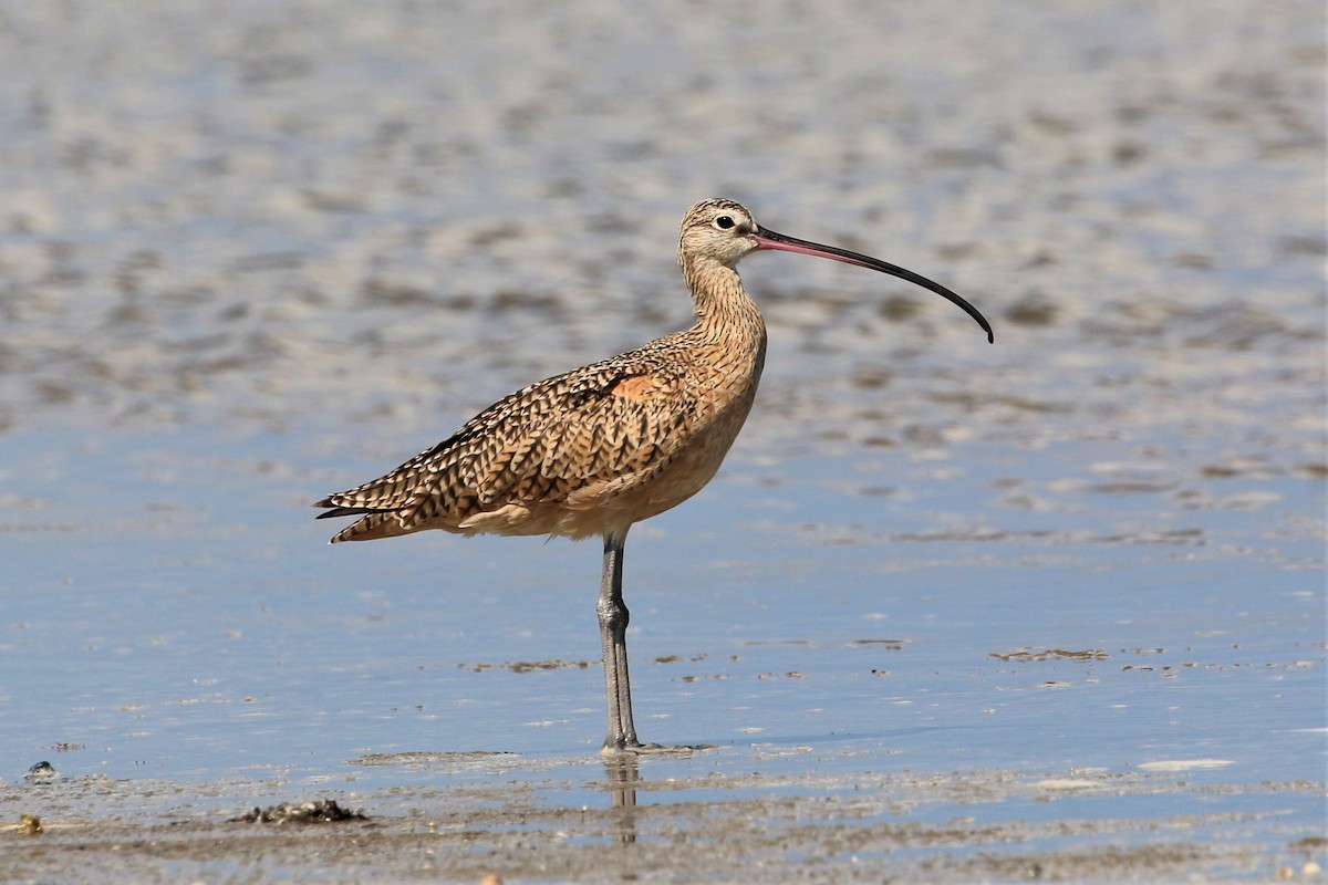 Long-billed Curlew - ML266074461