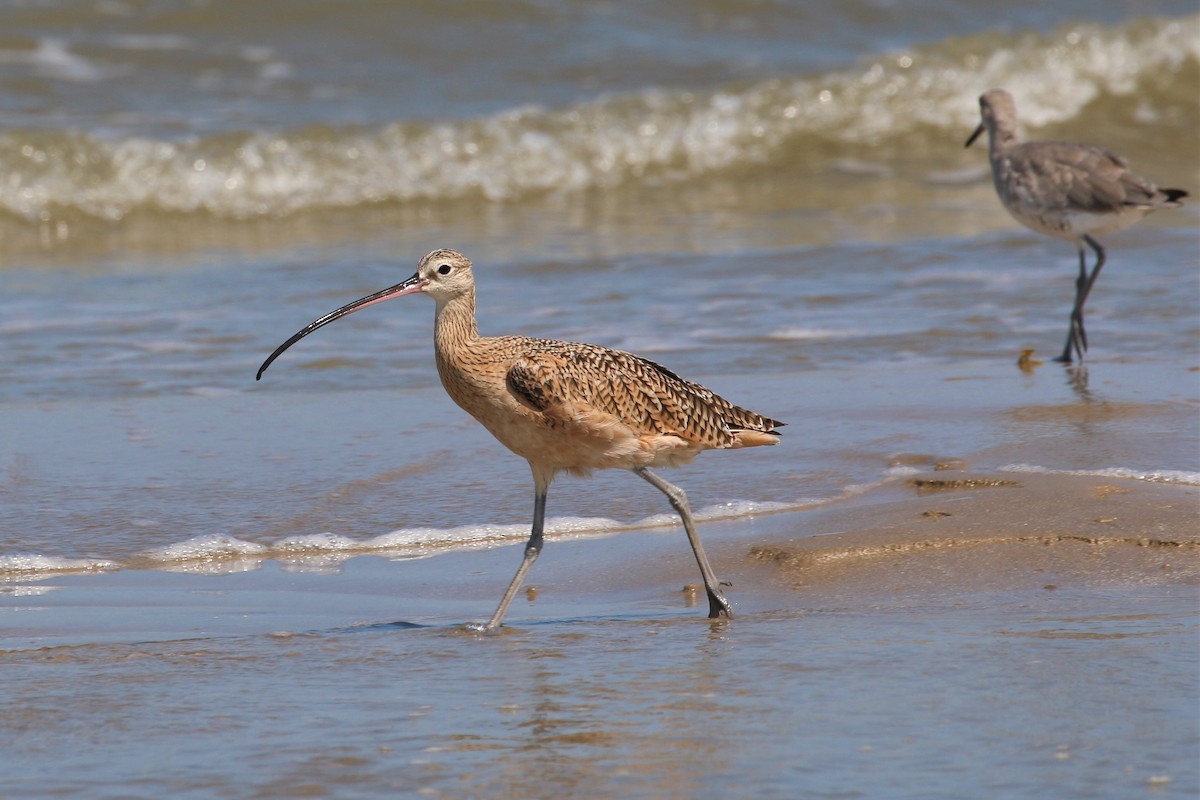 Long-billed Curlew - ML266074471