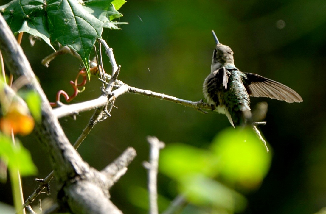 Ruby-throated Hummingbird - kathryn clark
