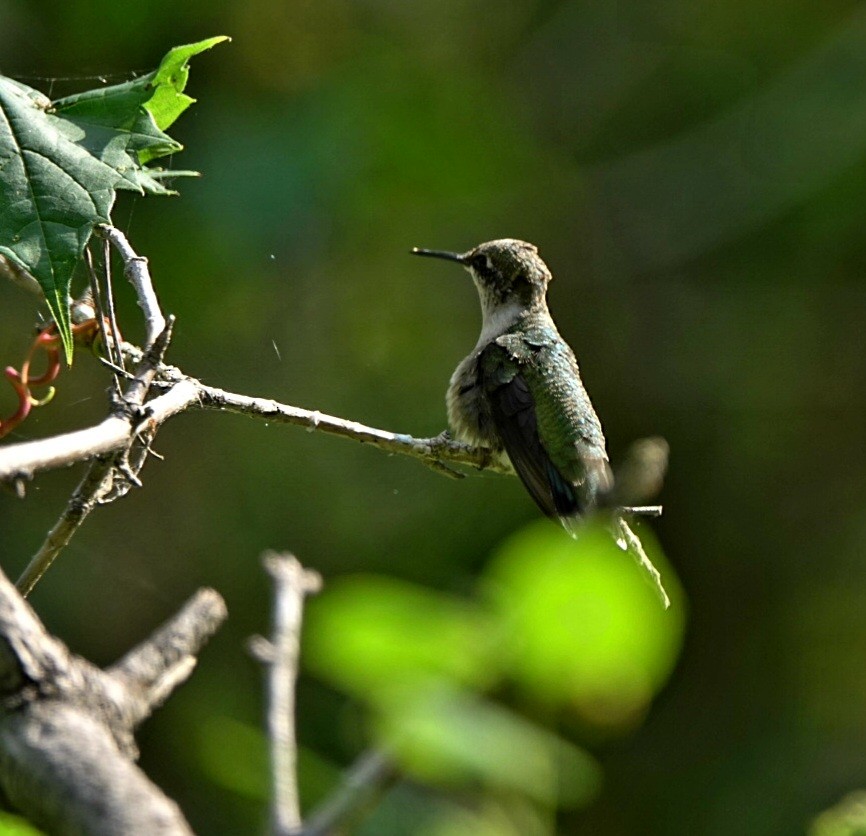 Ruby-throated Hummingbird - kathryn clark