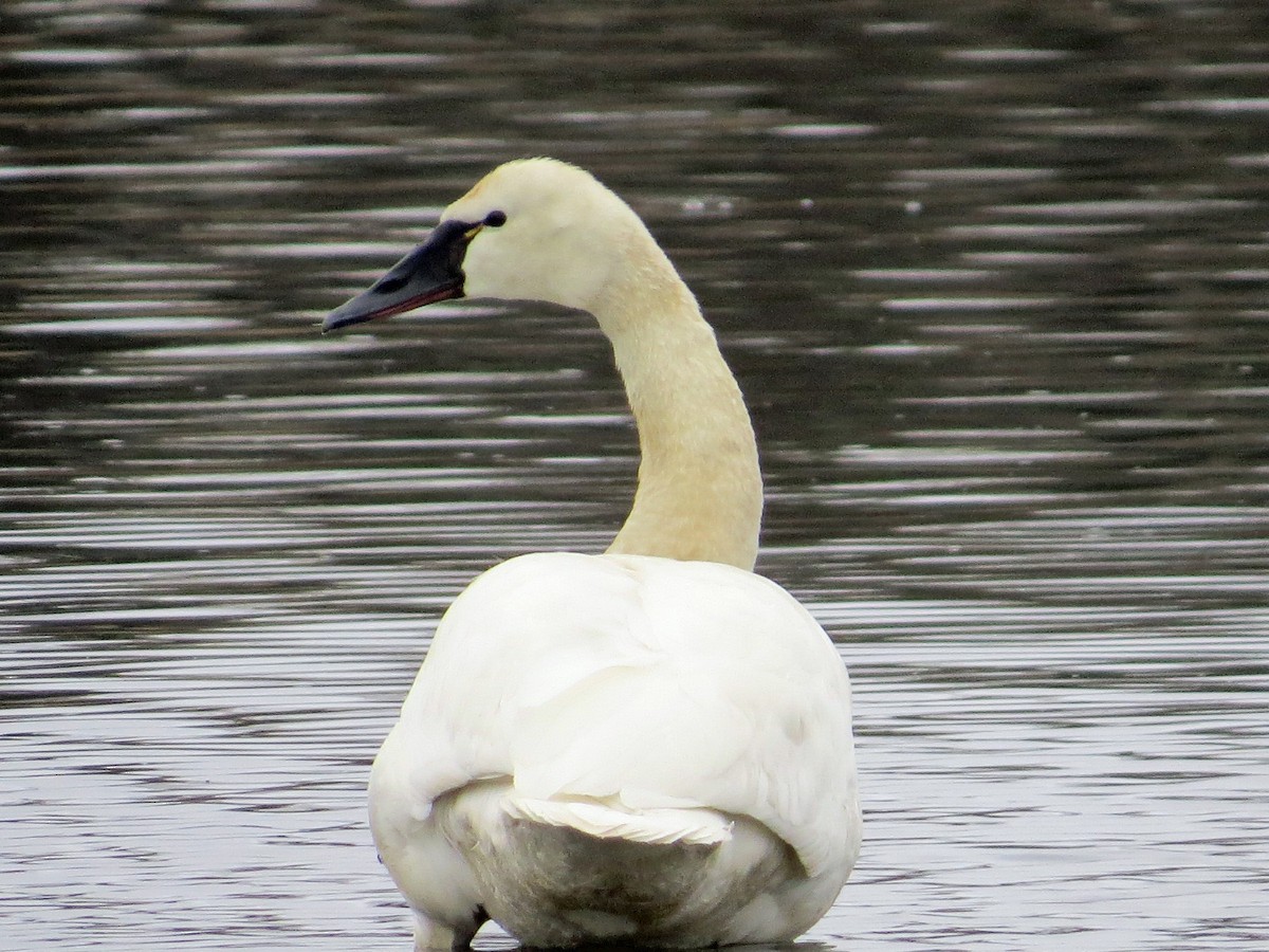 Tundra Swan - Lynn Barber
