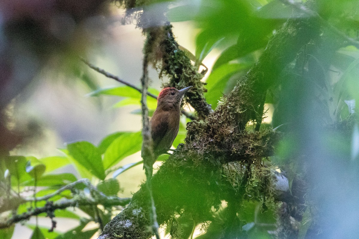 Smoky-brown Woodpecker - ML266089981