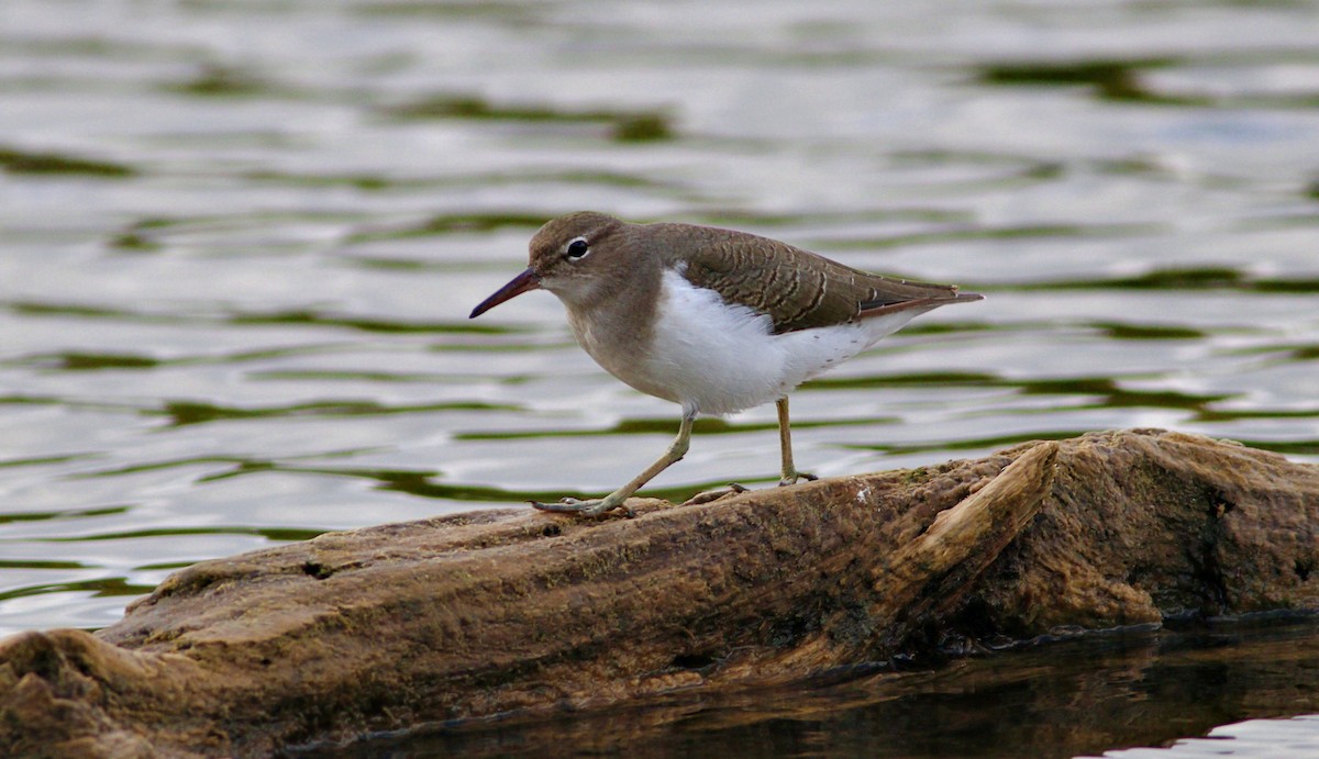 Spotted Sandpiper - Stephen Cook