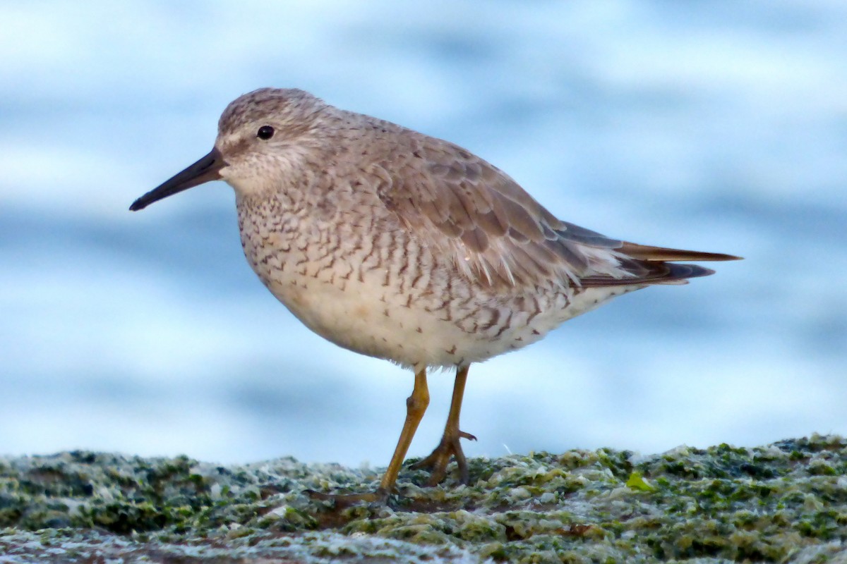 Red Knot - ML26609241