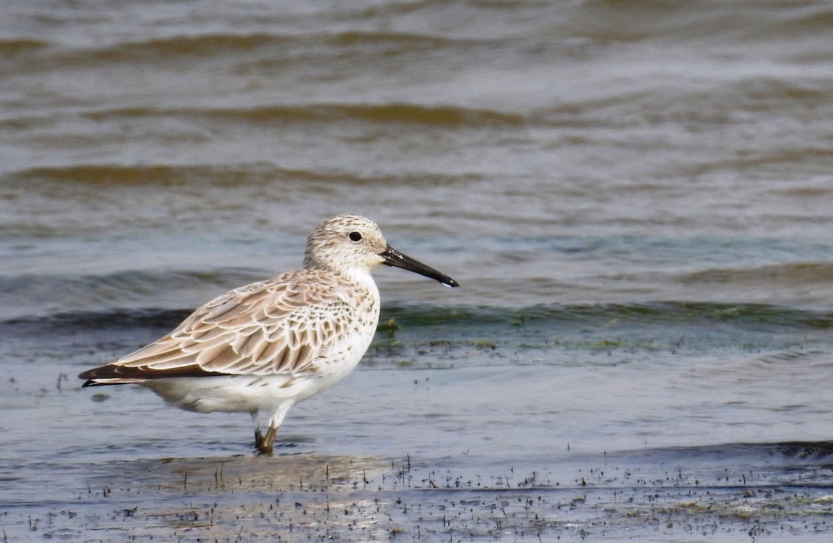 Great Knot - ML266093391
