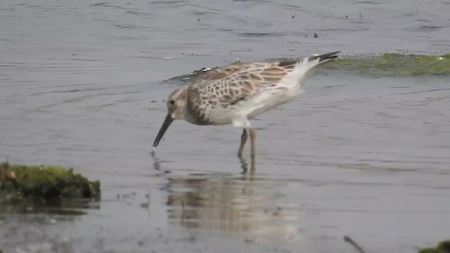 Great Knot - ML266093481