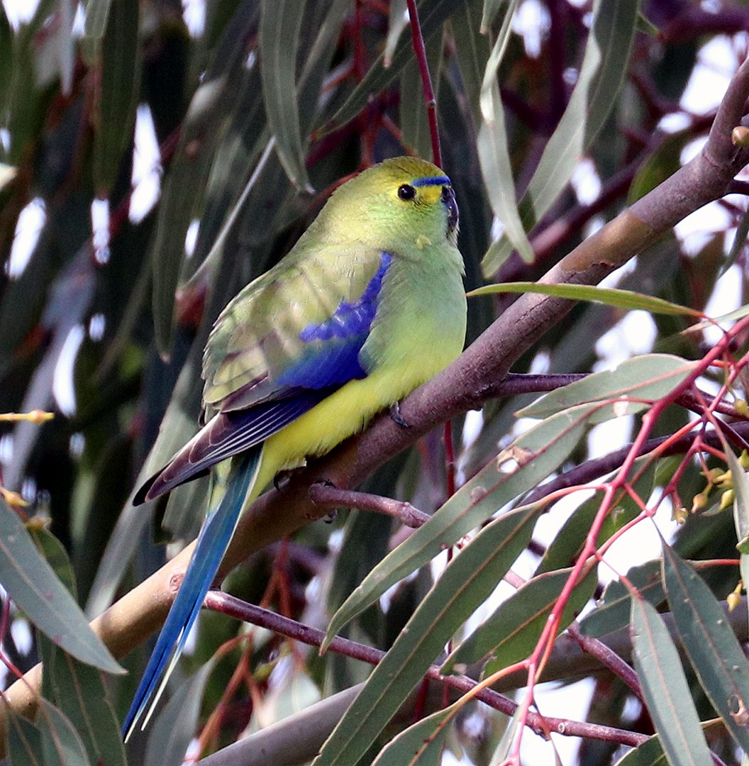 Blue-winged Parrot - Peter Bennet