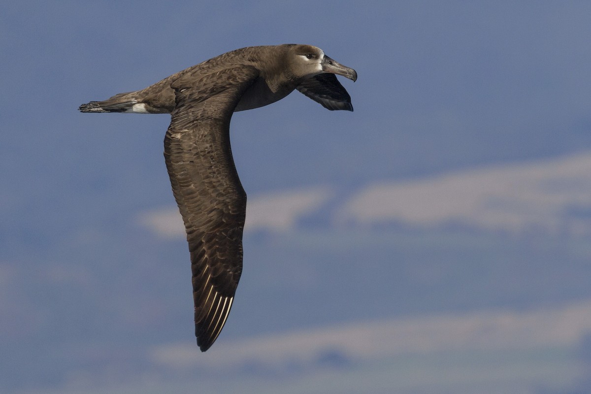Black-footed Albatross - ML26609821