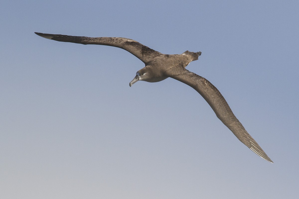 Black-footed Albatross - ML26609841