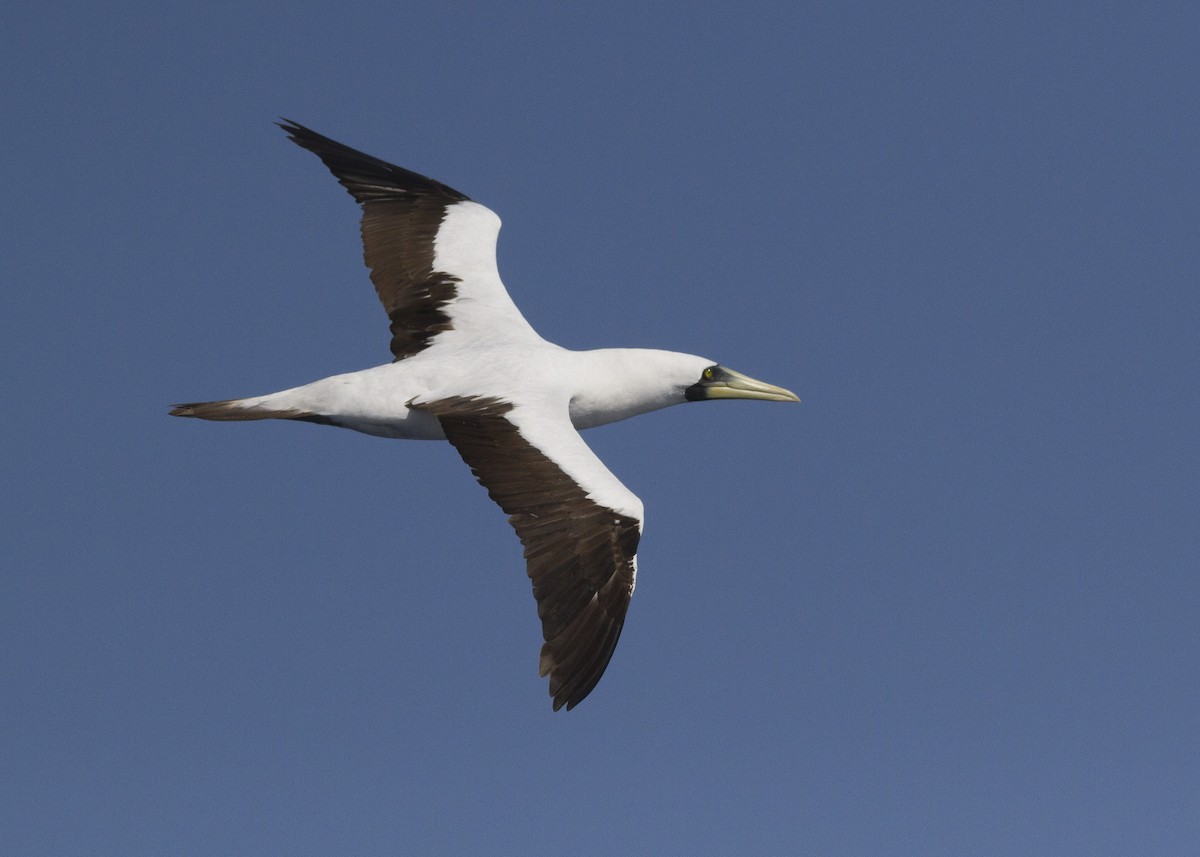 Masked Booby - ML26609931