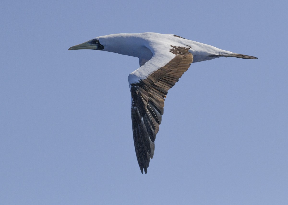 Masked Booby - ML26609941