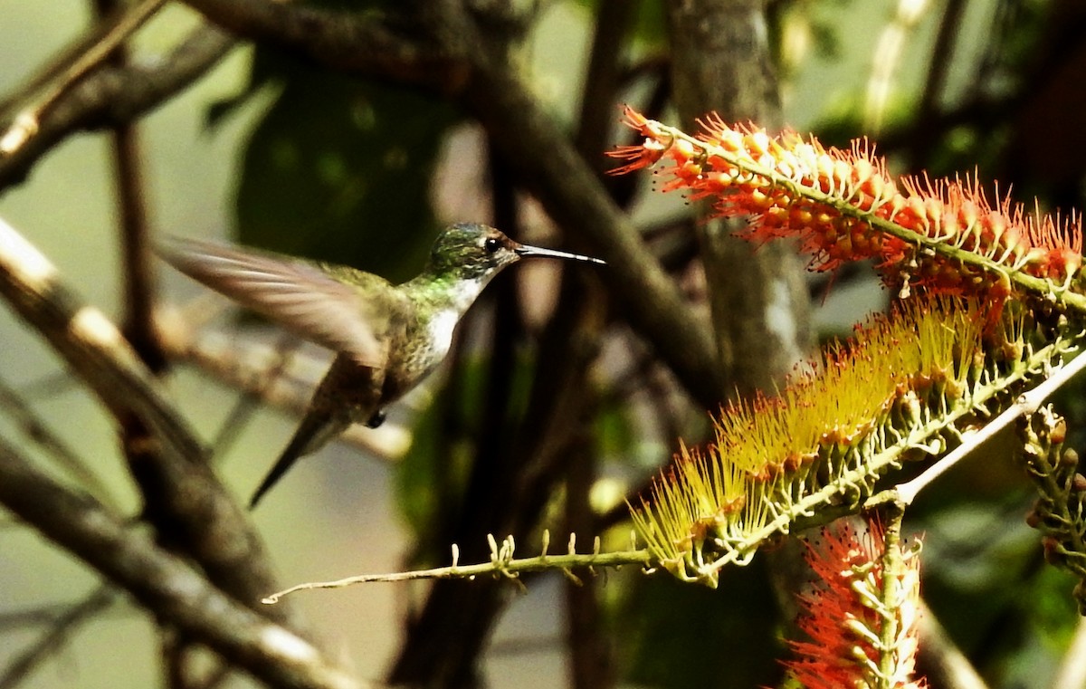 Azure-crowned Hummingbird - Romel Romero