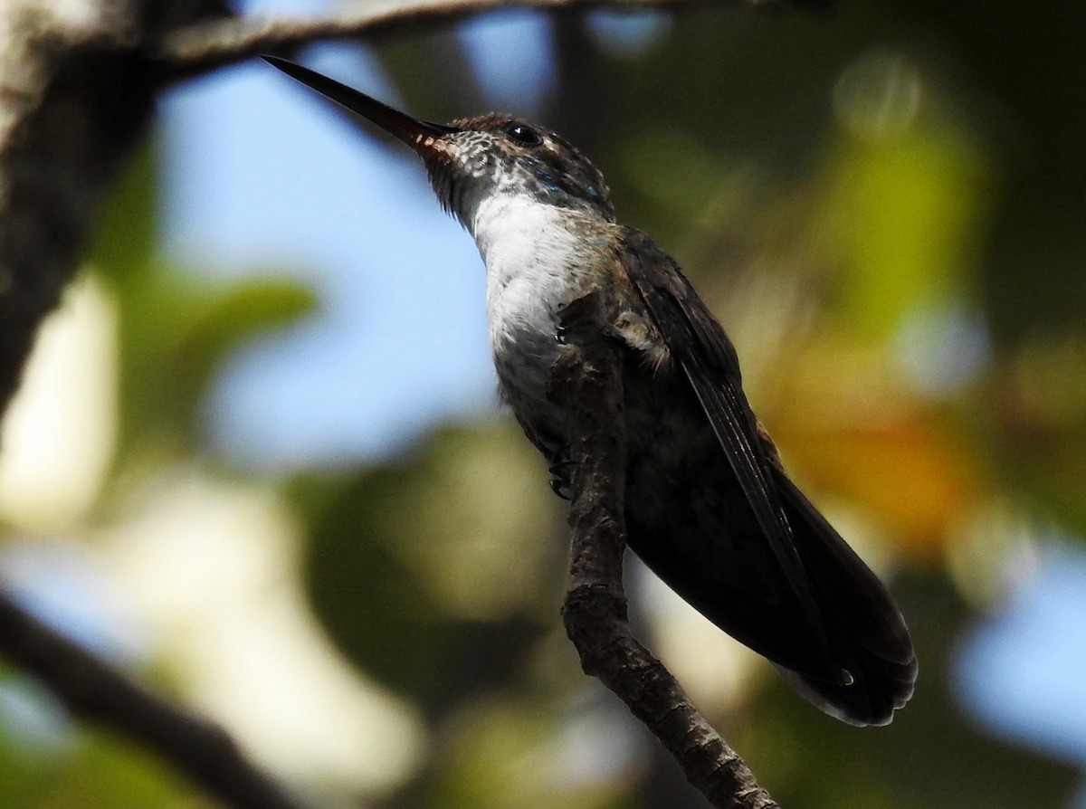 Azure-crowned Hummingbird - ML26610421