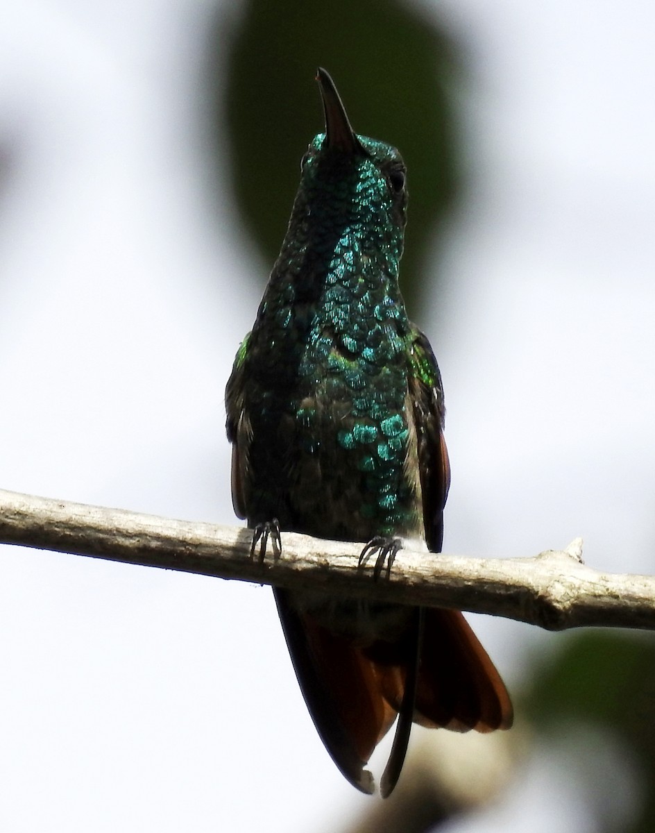 Rufous-tailed Hummingbird - ML26610451