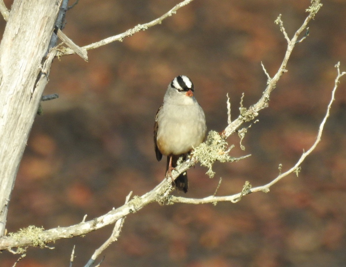 White-crowned Sparrow - ML266108631