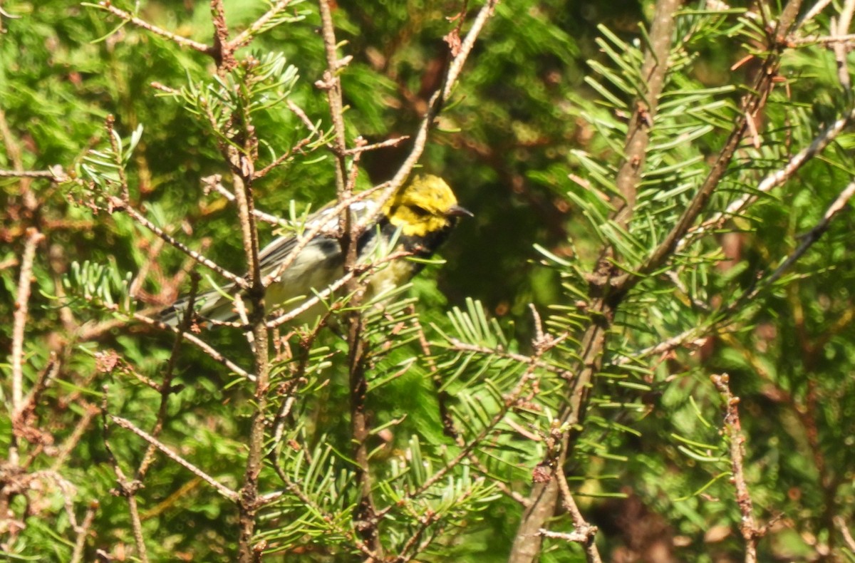 Black-throated Green Warbler - Frédéric Bédard