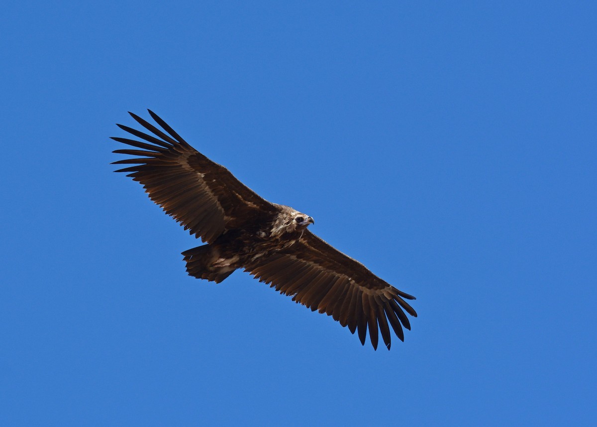 Cinereous Vulture - Batmunkh Davaasuren