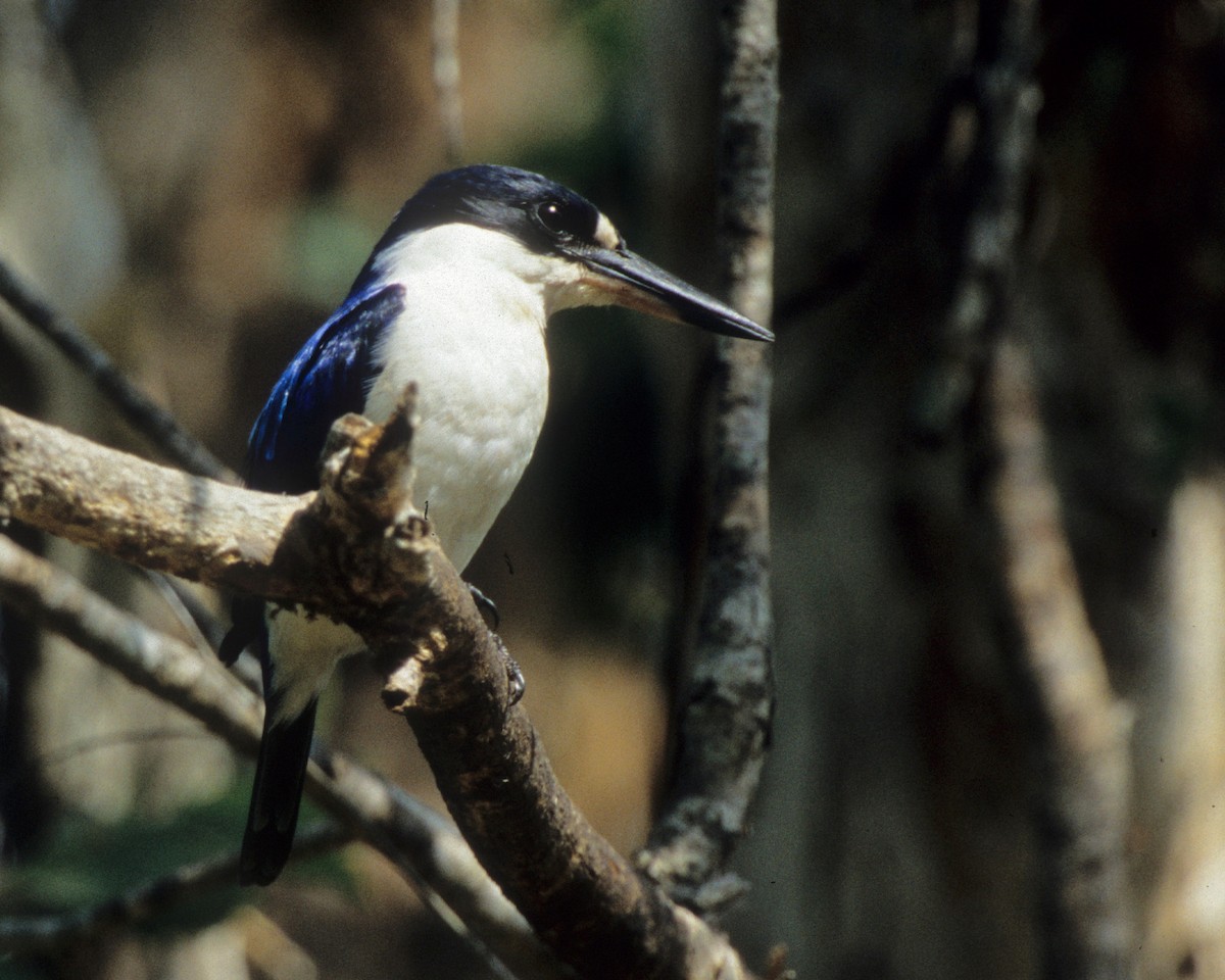 Forest Kingfisher - ML266120621