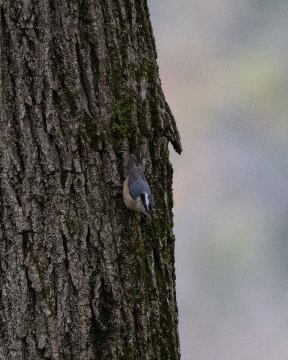 Red-breasted Nuthatch - ML266120821