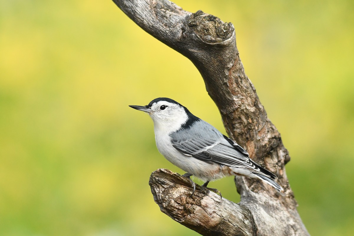 White-breasted Nuthatch - ML266122701