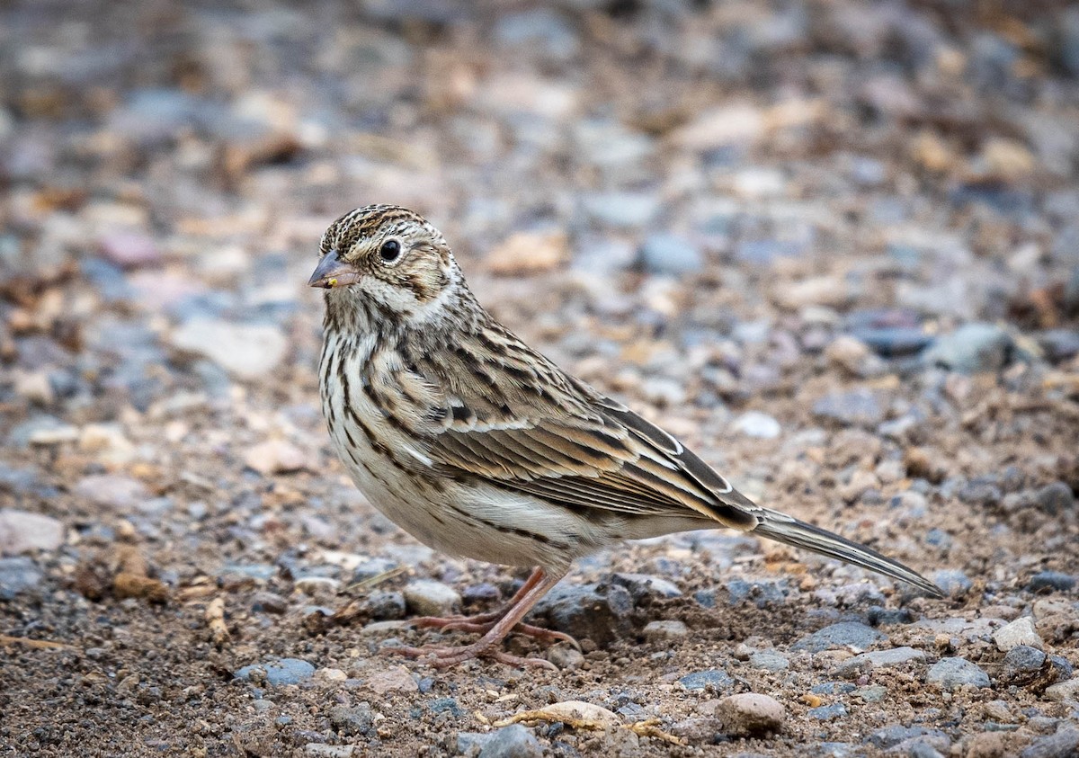 Vesper Sparrow - William Richards