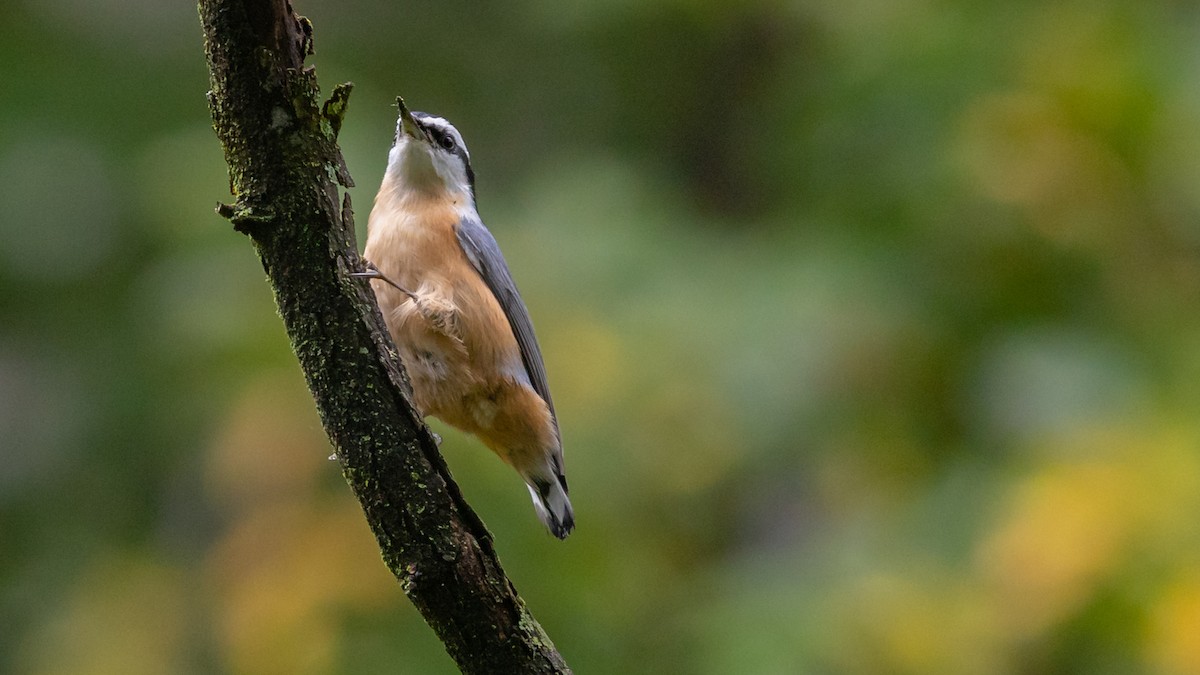 Red-breasted Nuthatch - ML266129321