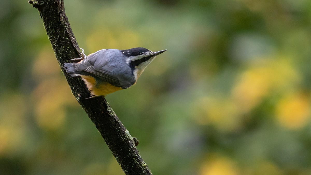 Red-breasted Nuthatch - ML266129341