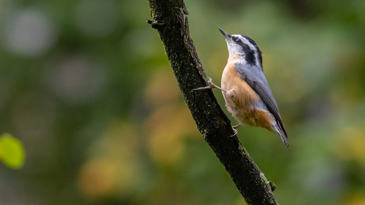 Red-breasted Nuthatch - ML266129361