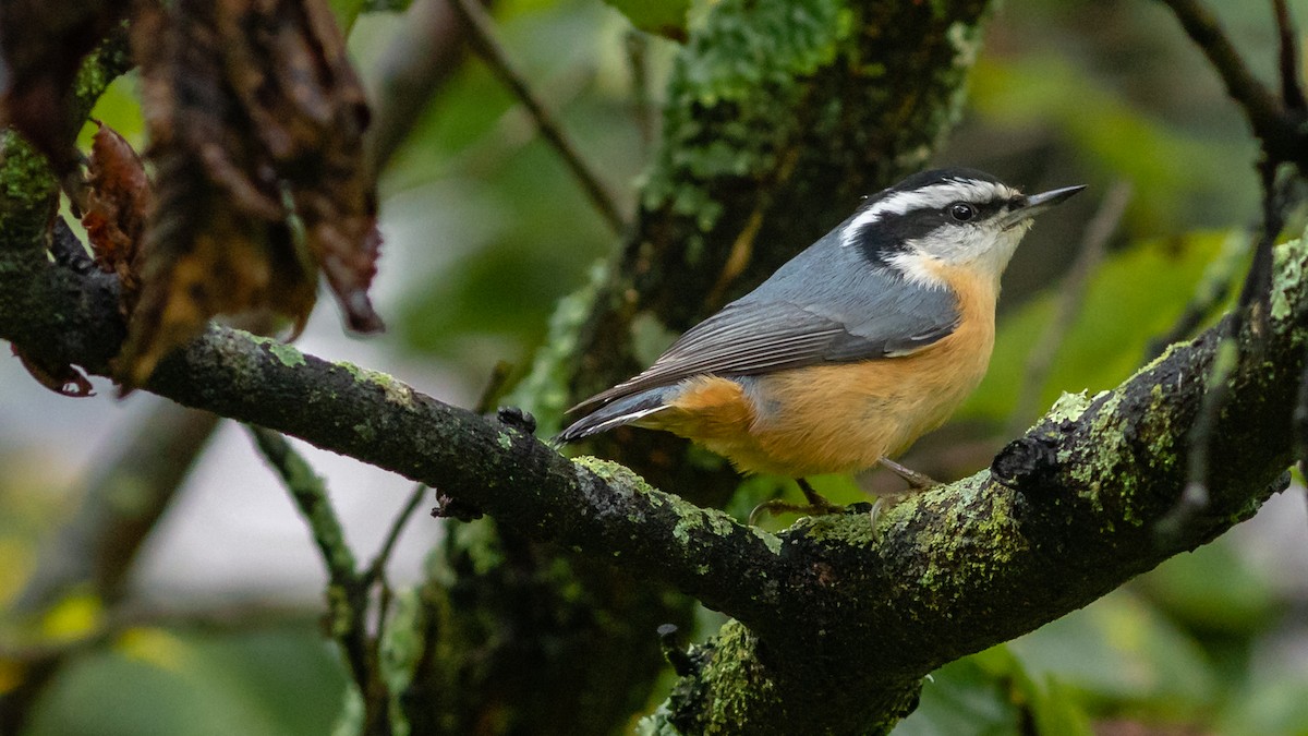 Red-breasted Nuthatch - ML266129401