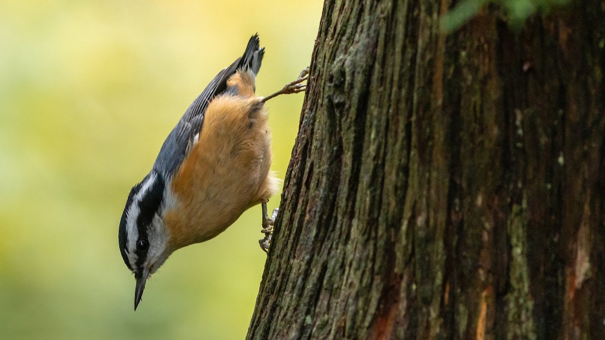 Red-breasted Nuthatch - ML266129441