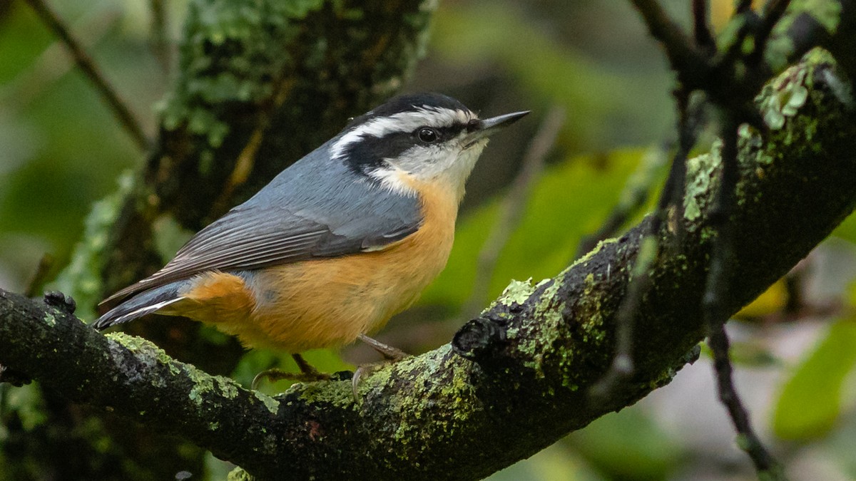 Red-breasted Nuthatch - ML266129471