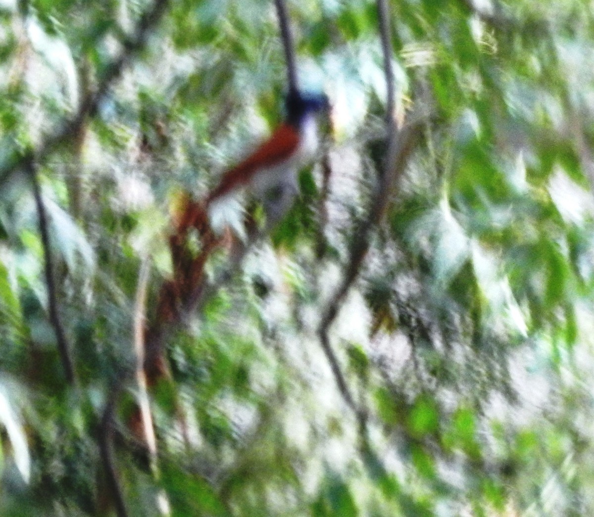 Indian Paradise-Flycatcher - CHANDRA BHUSHAN