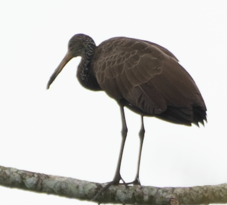 Limpkin (Brown-backed) - ML266131231