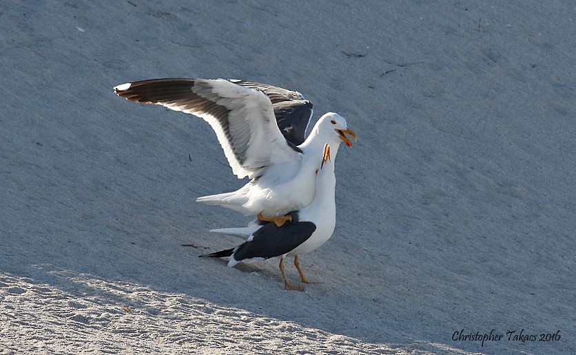 Yellow-footed Gull - ML26613601